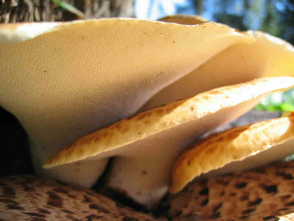 I Funghi primaverili: Polyporus squamosus